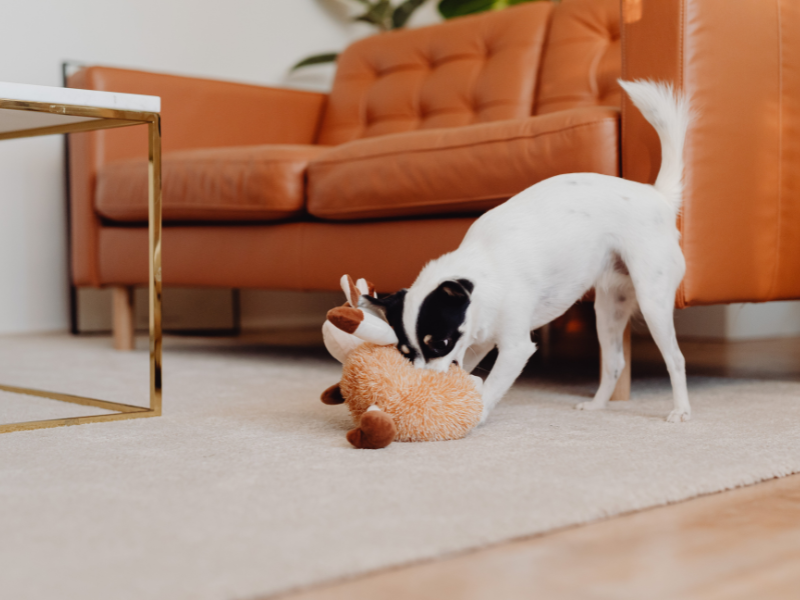 Navigating Pets in Crestview Rental Properties: A Landlord’s Guide